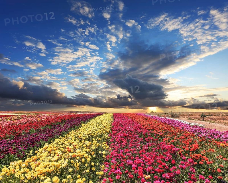 Spring cloud illuminated by the sunset. Buttercups blooming garden. Farmers field with flowers grown for export sales