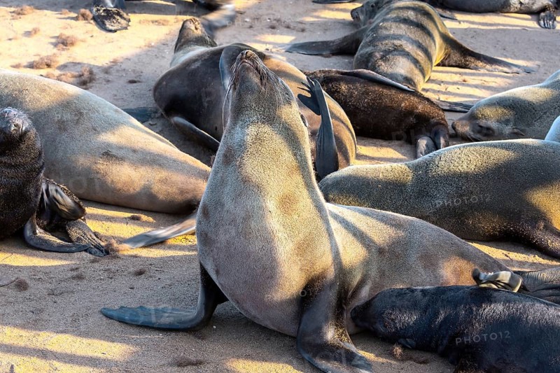 Charming marine mammals. Sunny cold day. Colony of fur seals. Namibian Nature Reserve. Cape Cross is the largest South African fur seal rookery. The concept of ecological and photo tourism
