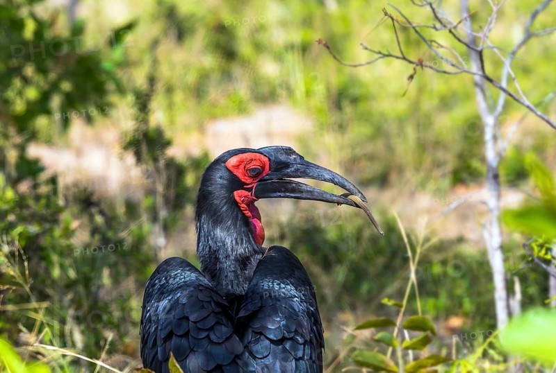The bird Southern ground hornbill - endemic to South Africa. Large bird with shiny black plumage and bright red neck. The Kruger Park. Animals live and move freely in the African savannah
