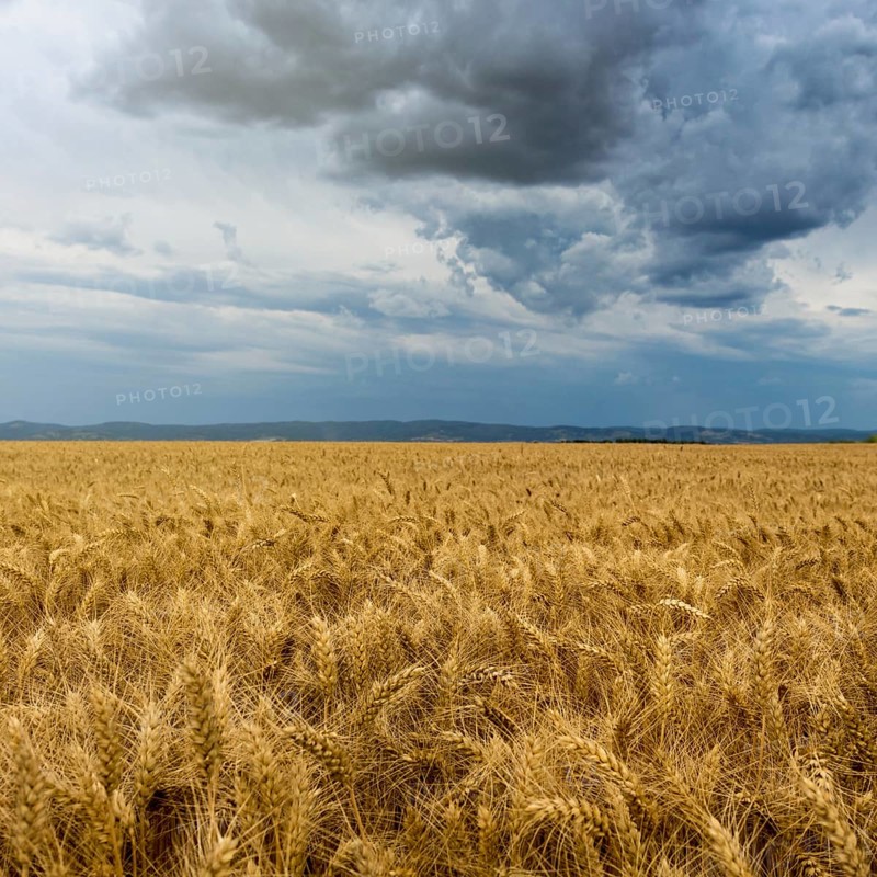 Golden wheat field and Storm clouds