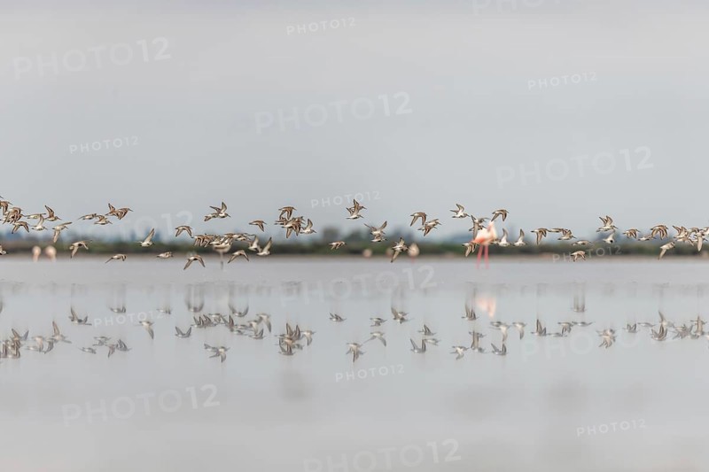 Shorebirds, Dunlin (Calidris alpina) migrating north in the Vacares pond in spring. Saintes Maries de la Mer, Parc naturel regional de Camargue, Arles, Bouches du Rhone, Provence Alpes Cote d'Azur, France, Europe
