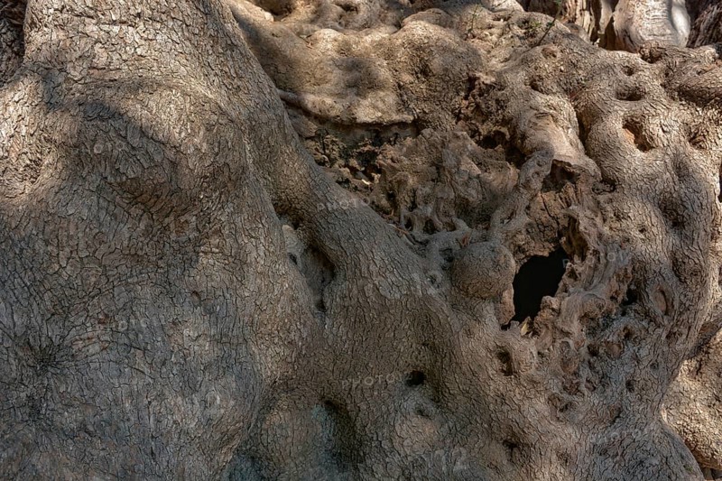 Millennial olive tree from Roquebrune-Cap-Martin. France