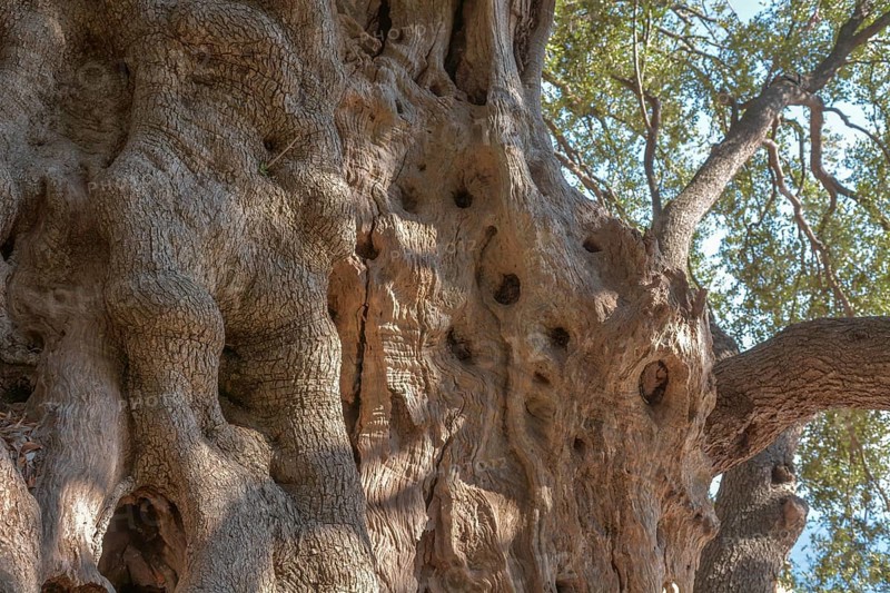 Millennial olive tree from Roquebrune-Cap-Martin. France