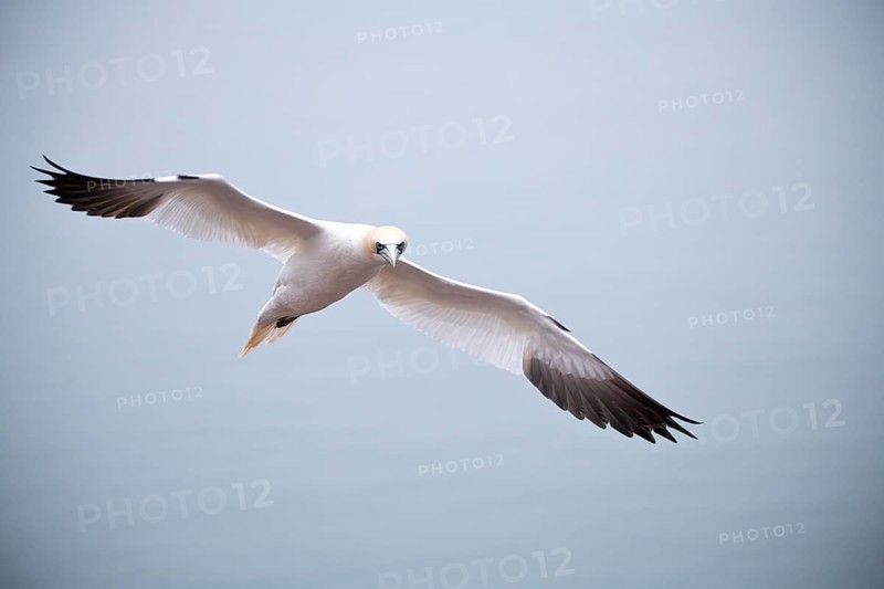 Northern gannet (Morus bassanus), bird in flight, Heligoland, Schleswig-Holstein, Germany, Europe