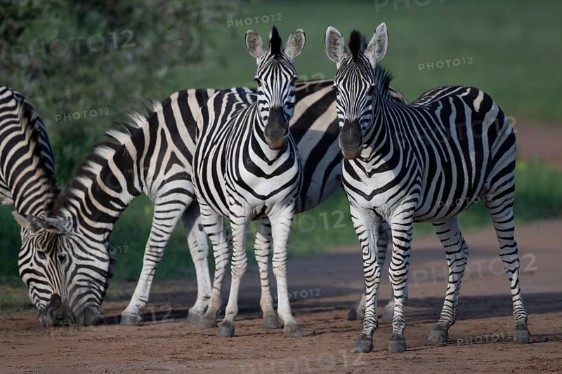 Plains zebra (Equus quagga), Qwabi Private Game Reserve, Biosphere Reserve, Limpopo, South Africa, Africa