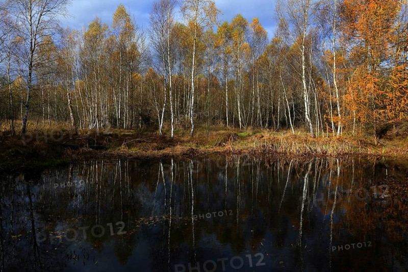 Birch quarry forest, Bavaria