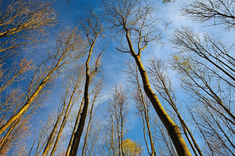 Sky view through the trees of a forest in autumn. Looking up at the trees. Low angle view on the canopy of a forest