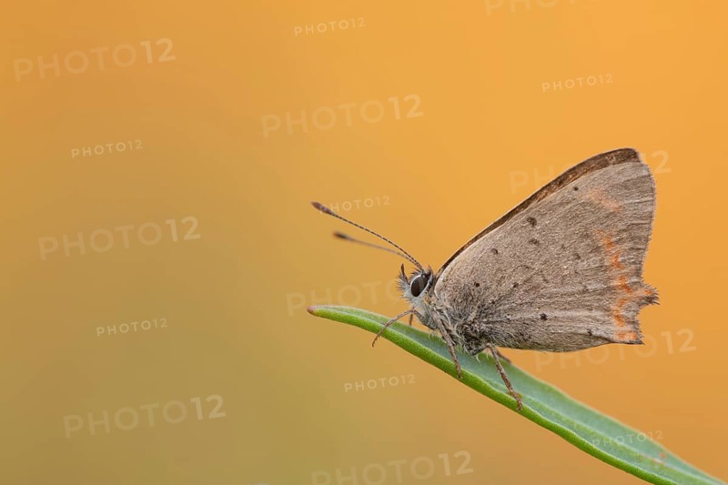 Small copper (Lycaena phlaeas)