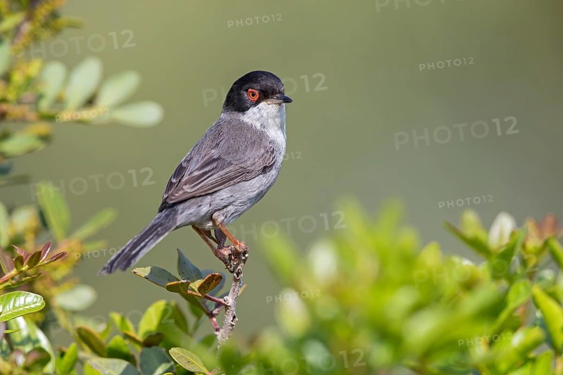Velvet-headed warbler, (Sylvia melanocephala), warbler family, biotope, habitat, perch, foraging, Lesbos Island, Lesbos, Greece, Europe