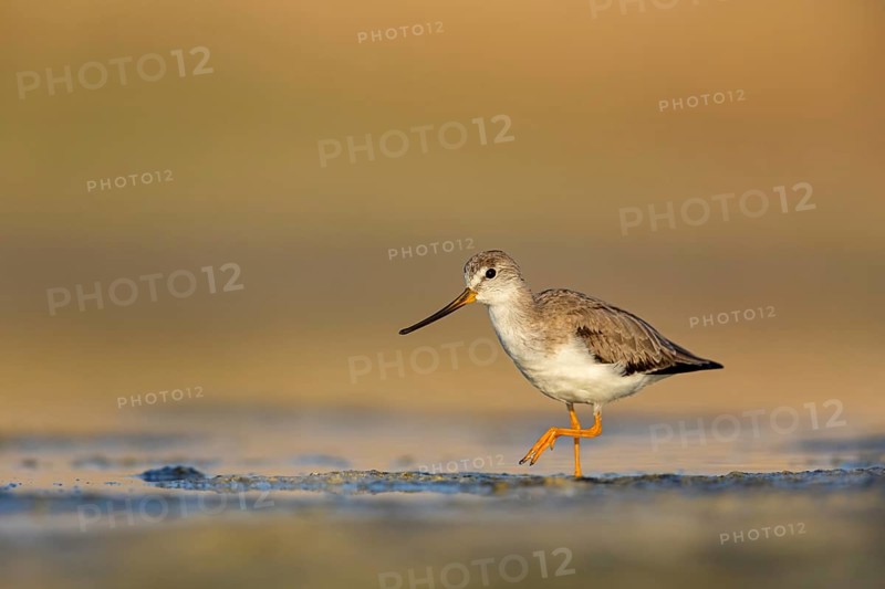 Terek sandpiper, (Xenus cinereus), animal, animals, bird, birds, snipe family, snipe, biotope, habitat, foraging Salalah, Raysut, Sohar, Oman, Asia