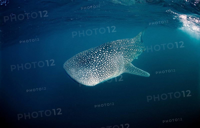 Whale shark, Rhincodon thypus, Mauritius, Africa, Indian Ocean, Africa