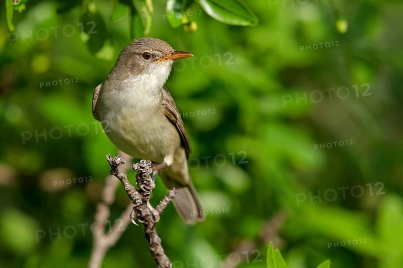 Olive warbler, (Hippolais olivetorum), animal, animals, bird, birds, biotope, habitat, perch, branch, twig, foraging, songbird, reed warbler family Lesvos, Greece, Europe