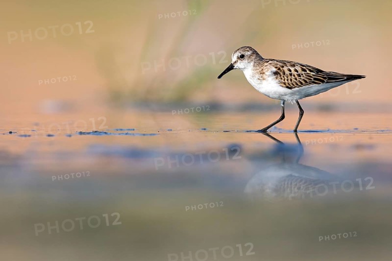 Animals, Birds, Little Sandpiper, (Calidris minuta), Biotope, Habitat, Foraging, Migratory bird, Limicoles Salalah, Raysut, Sohar, Oman, Asia