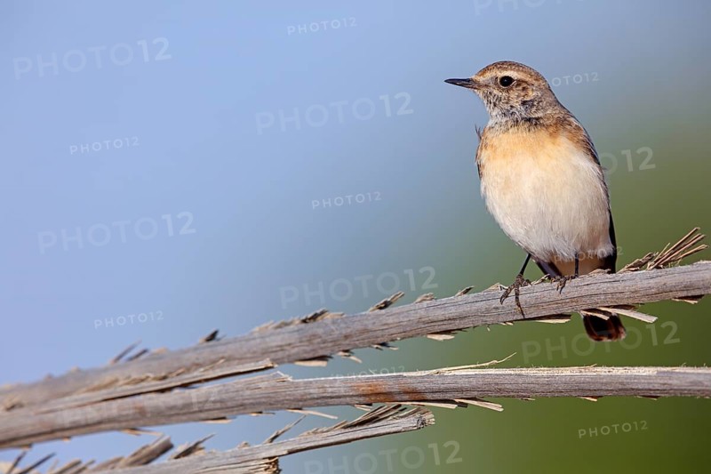 Pied Wheatear, Oenanthe pleschanka, Traquet pie, Collalba Pía Salalah, Muntasar oasis, Dhofar, Oman, Asia