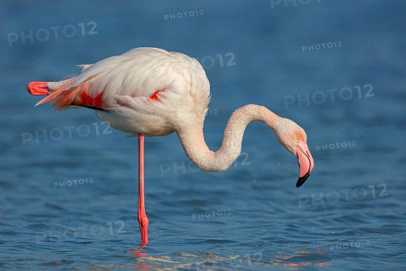 Pink flamingo, (Phoenicopterus ruber), Phoenicopterus roseus, animals, birds, flamingo, biotope, habitat, waters, foraging, Lesvos, Greece, Europe