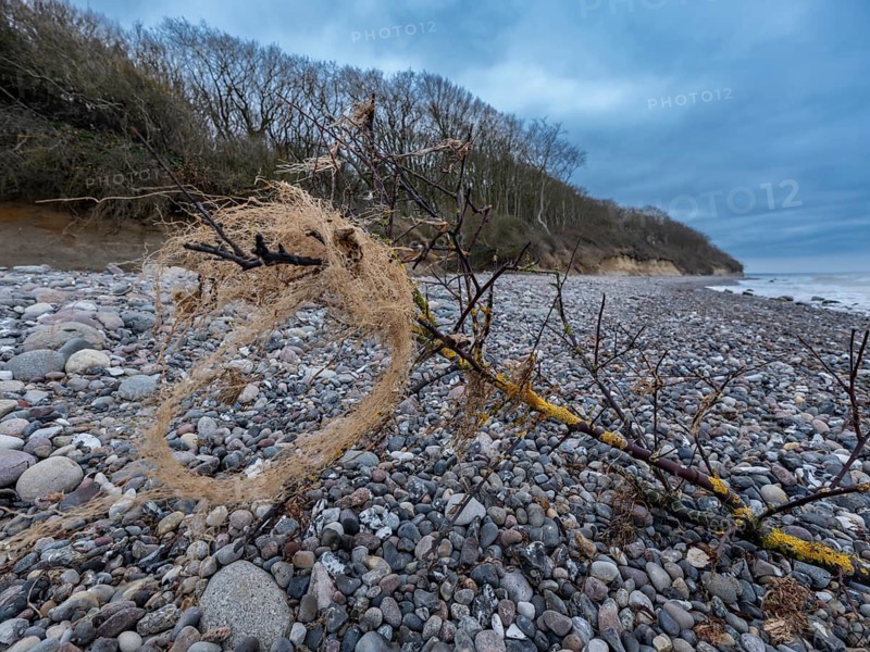 Branch from a tree with lichen on gravel on the beach on the steep coast to the Baltic Sea with the ghost forest in the background, Nienhagen, Mecklenburg-Vorpommern, Germany, Europe