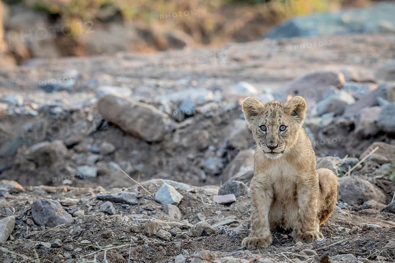 Lion cub sitting in a rocky riverbed in the Pilanesberg National Park, South Africa, Africa