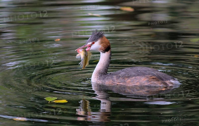 Great crested grebe with fish (Podiceps cristatus)