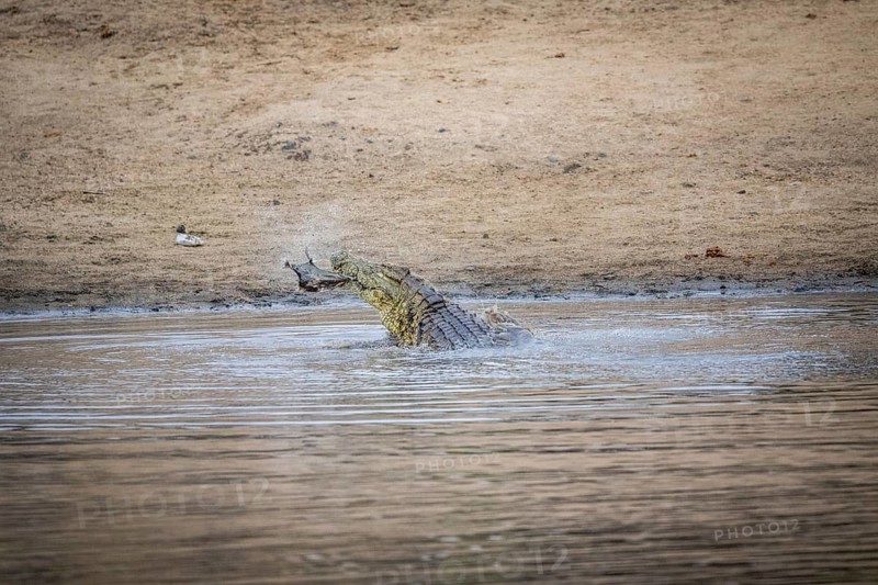Crocodile eating an Impala in a dam in the Kruger National Park, South Africa, Africa