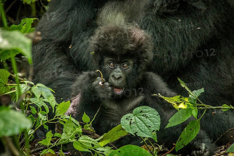 Baby Mountain gorilla laying with his mother in the leaves in the Virunga National Park, Democratic Republic Of Congo