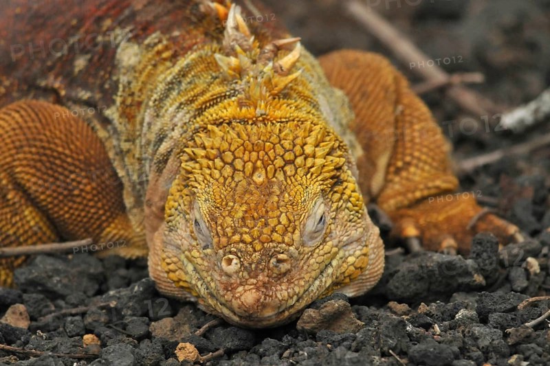 Drusenkopf (Conolophus subcristatus)