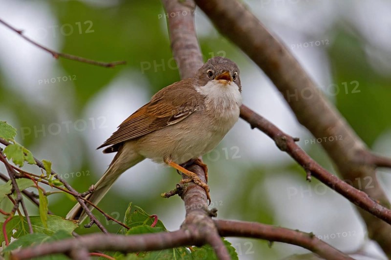 Common Whitethroat (Sylvia communis)