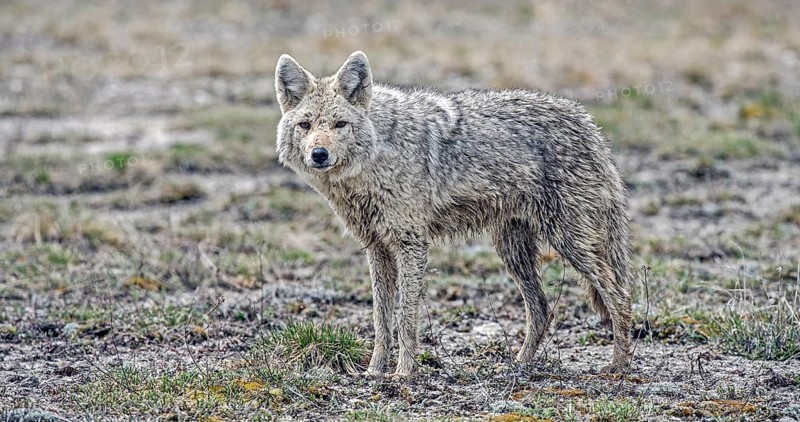 Coyote (Canis latrans)