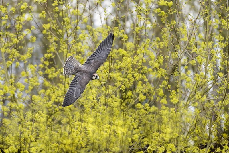 Lanner falcon in flight (Falco biarmicus)