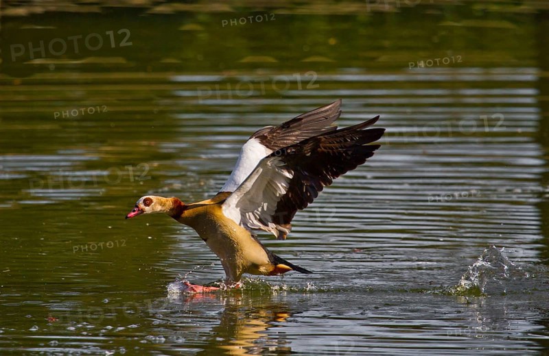 Full stop (Alopochen aegyptiacus)