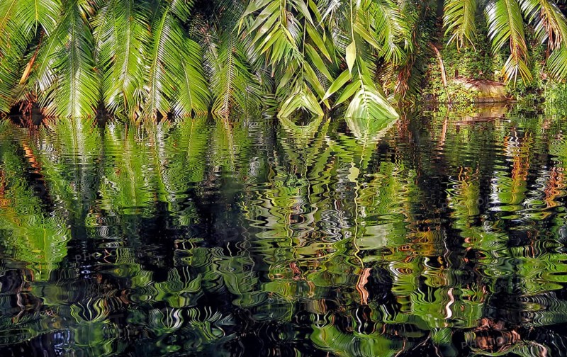 Palm fronds