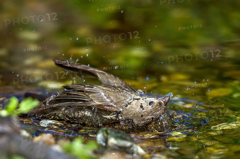 Carmine Finch - grey male bathing (Carpodacus erythrinus)