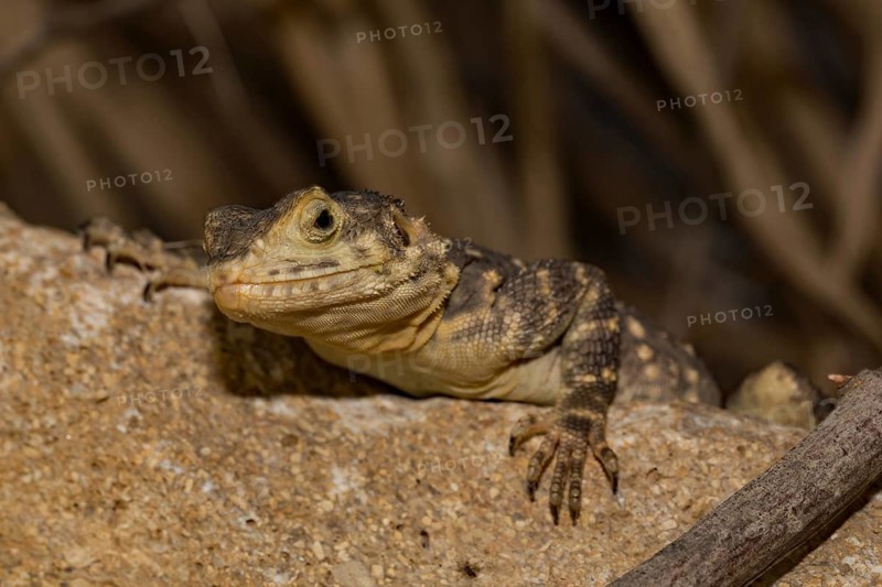 Hardun (Stellagama stellio)