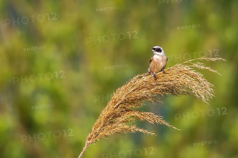 Penduline Tit (Remiz pendulinus)