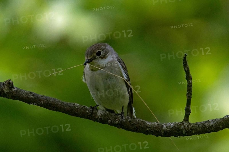 Collared Flycatcher (Ficedula albicollis)