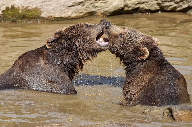 Brown bear (Ursus arctos)