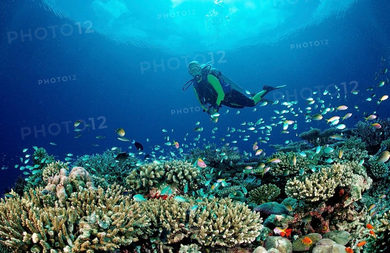 Hard coral reef and divers, Maldives, Indian Ocean, Meemu Atoll, Asia