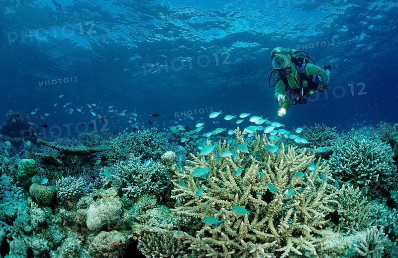 Diver and coral reef, Maldives, Indian Ocean, Meemu Atoll, Asia