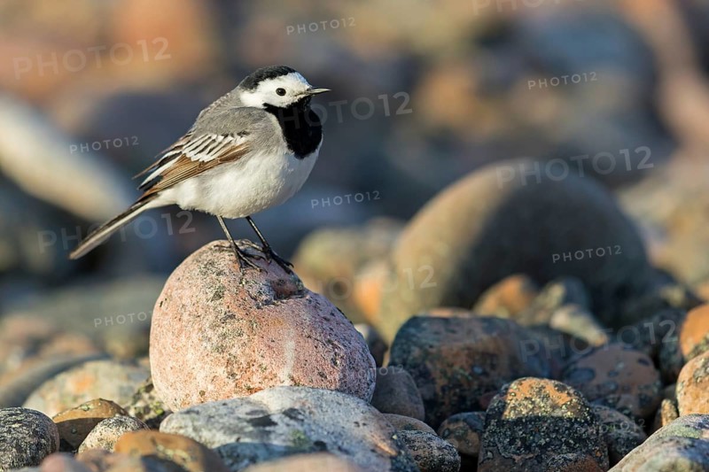 White wagtail, (Motacilla alba), perch, biotope, foraging, bird, birds, animals, songbird, family of wagtails and pipits, Varanger, Finnmark, Norway, Europe