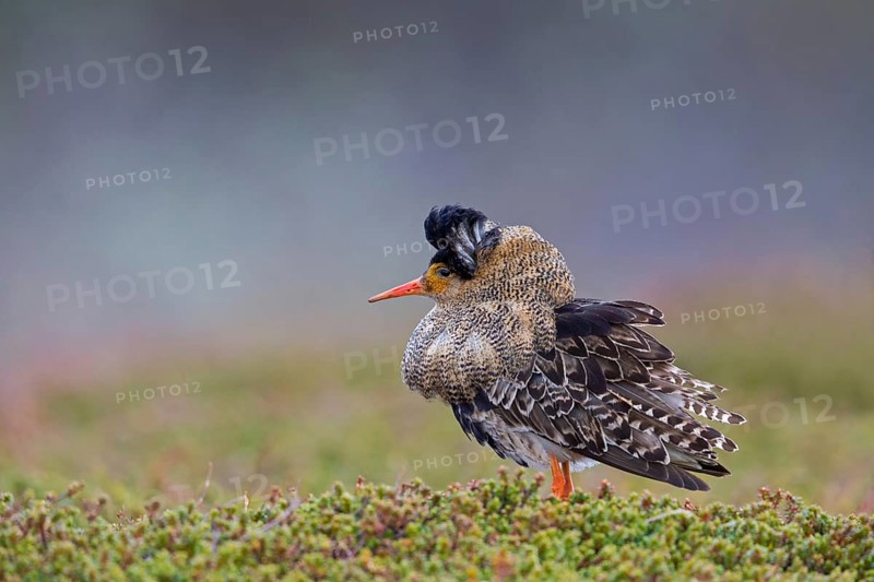 Ruff, (Philomachus pugnax), animals, birds, plumage during mating season, snipe bird, courtship, male, mating behaviour, mating season, Varanger, Finnmark, Norway, Europe