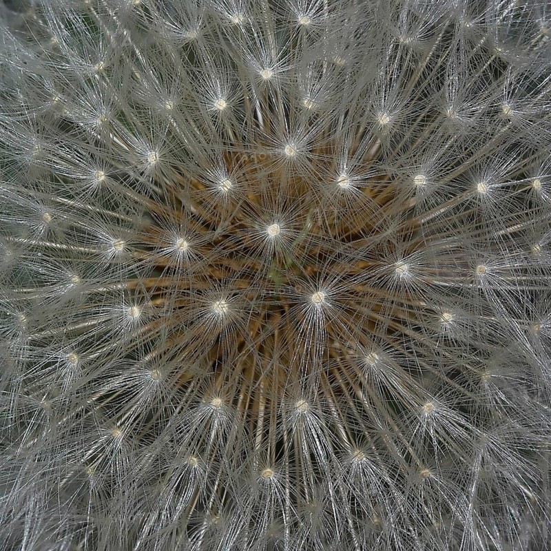 Top view of a faded dandelion flower with its parasols