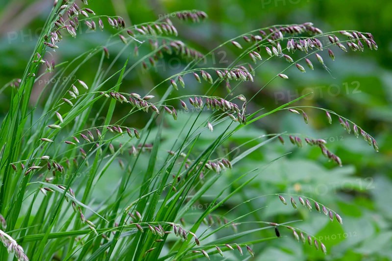 Mountain melick, Melica nutans