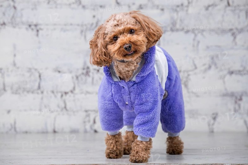 Small funny dog of brown colour with curly hair of toy poodle breed posing in clothes for dogs. Subject accessories and fashionable outfits for pets. Stylish overalls, suit for cold weather for animal