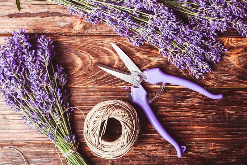 Lavender cutting - cutters and fresh flowers on wooden table