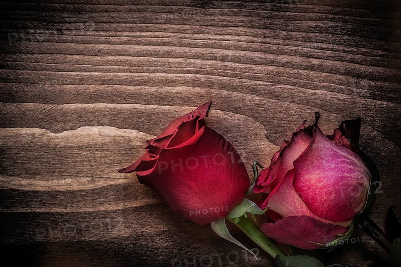 Red natural roses on wooden board holidays concept