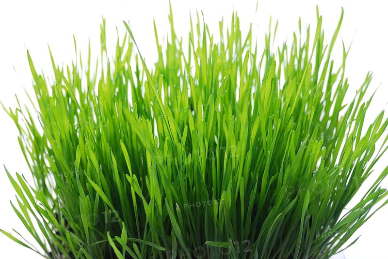 Green young sprouts of wheat with tears of dew