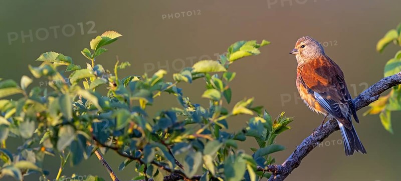 Linnet, Common Linnet, Eurasian Linnet, (Carduelis cannabin), (Acanthis cannabina), Linotte mÈlodieuse, Pardillo Com?n