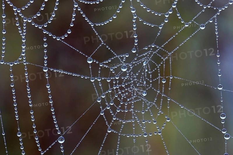 Spider web in the morning dew, water drop, dewdrop Lahn-Dill-Kreis, Hesse, Federal Republic of Germany
