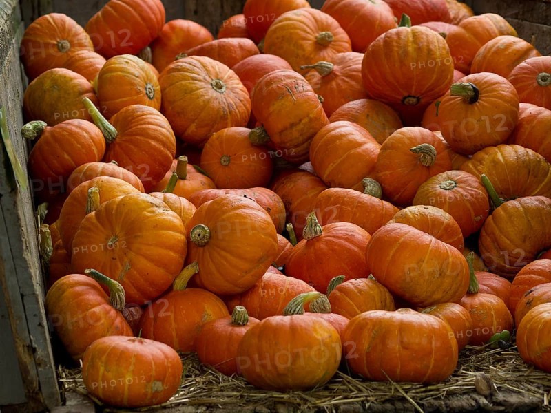 A large pile of small orange pumpkins in a wooden container, borken, münsterland, germany