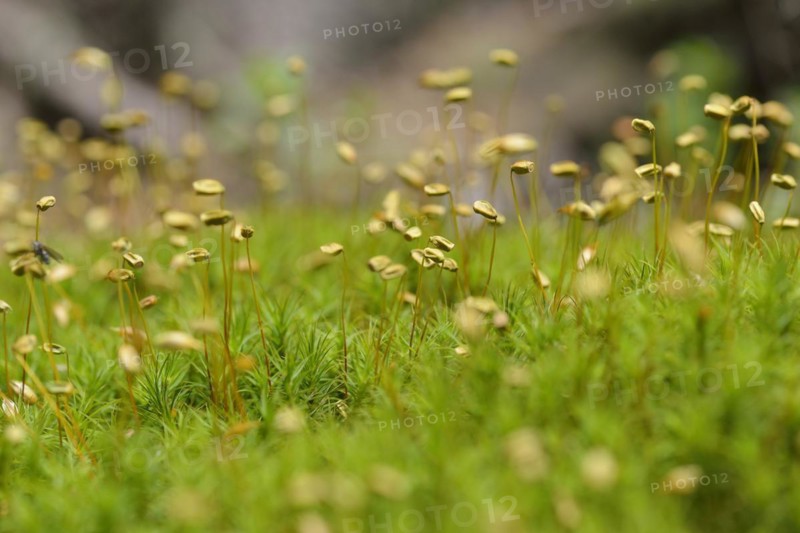 Blueten des Widertonmoos/Frauenhaarmoos. Flowers of Common haircap moss, Common hair moss, great gold headed or Great Goldilocks