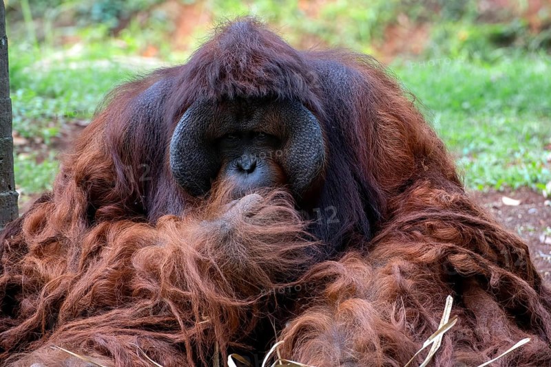 Portrait of a big male orangutan
